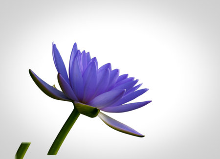 Beautiful purple water lily flower with green stem isolated on white backgroundの写真素材