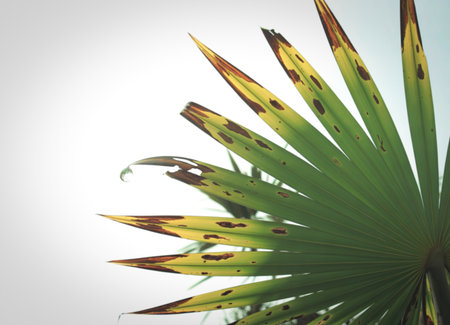 A detailed view of a green palm frond, showing brown spots and damage on its pointed leaves. A single water droplet clings to one of the curled edges.の写真素材