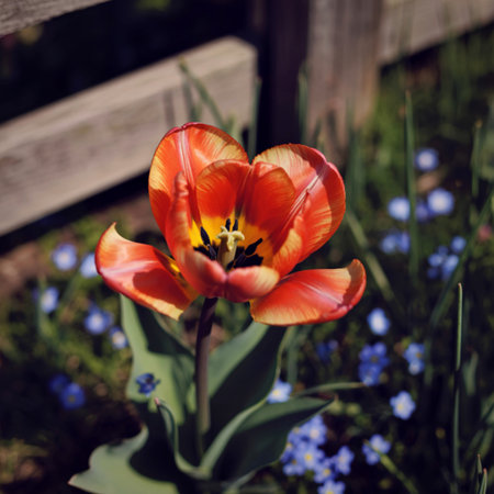 A single, open orange tulip with yellow accents stands out against a blurred background of blue forget-me-nots and green foliage. Sunlight illuminates the flower's delicate petals.の写真素材
