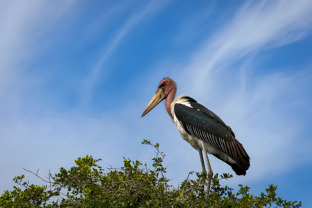A large Marabou Stork stands tall on a leafy green bush against a vibrant blue sky with wispy clouds.の写真素材