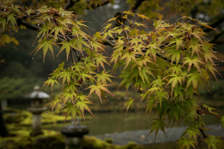 Close-up of delicate green maple leaves with a blurred background of a tranquil garden, featuring a...