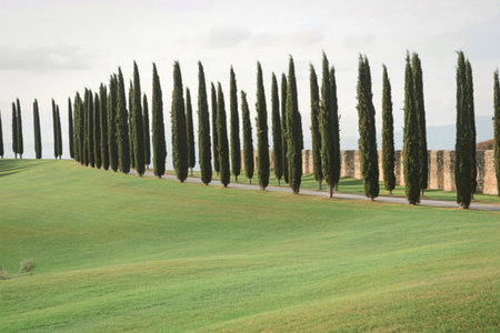 A symmetrical row of tall, dark green cypress trees stretches along a gently sloping, vibrant green grassy field under an overcast sky.の写真素材