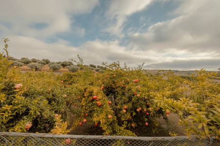 A wide shot of a green landscape with trees and foliage under a cloudy sky. A fence is visible in the foreground.の写真素材