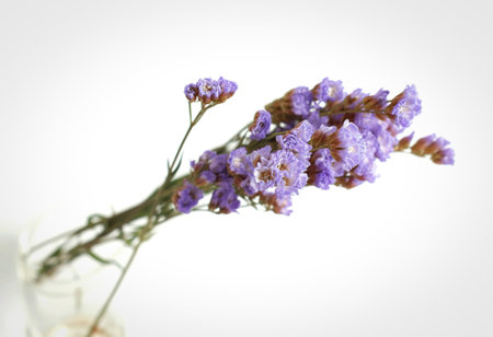 A close-up of a stem with small, clustered purple statice flowers, presented against a clean white backdrop.の写真素材