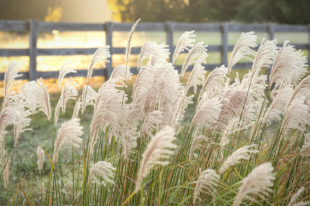 Close-up view of feathery pampas grass plumes with a blurred background of a fence and golden sunlight.の写真素材