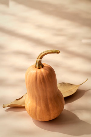 A single butternut squash rests on a textured surface, accompanied by a dried autumn leaf, casting soft shadows.の写真素材