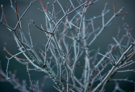A close-up view of a dense tangle of leafless branches, creating a complex, abstract pattern against a soft, muted backdrop.の写真素材