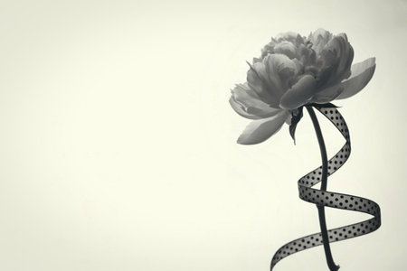 A single, detailed black and white rose is adorned with a patterned ribbon spiraling up its stem against a minimalist background.の写真素材