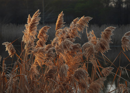 Close-up view of tall, feathery reeds catching the warm, diffused sunlight, creating a natural, textured display.の写真素材