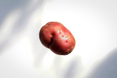 A single, raw red potato with visible skin texture is centered against a bright white background, casting soft shadows.の写真素材