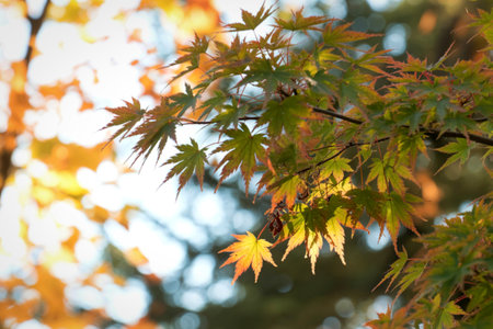 Close-up of delicate maple leaves in shades of green and yellow, illuminated by soft golden sunlight, with a blurred bokeh background.の写真素材