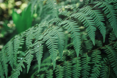 Detailed view of a vibrant green fern plant with intricate, feathery leaves in a natural woodland setting.の写真素材