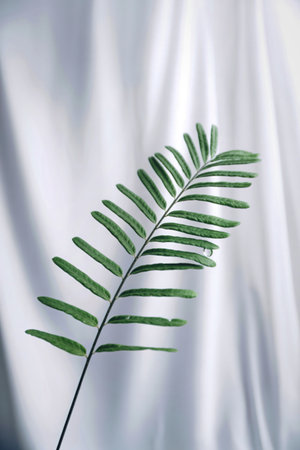 A single, delicate green fern frond with many small leaflets is positioned against a softly draped white fabric.の写真素材