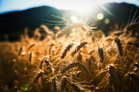 A close-up view of a golden wheat field bathed in warm sunlight, with mountains in the background.