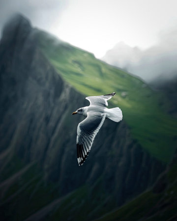 A seagull in flight against the backdrop of a misty, green mountain. The bird's wings are spread...