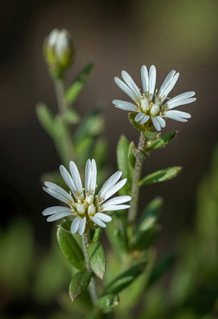 A close-up photograph of a small, white flower with thin petals and a yellow center, surrounded by...
