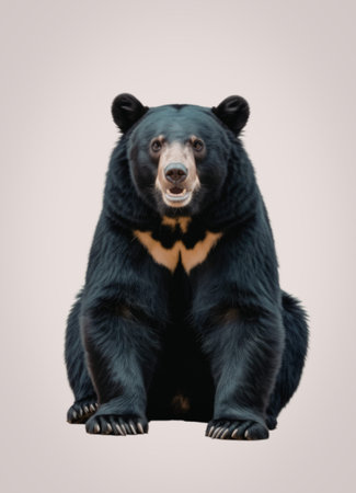 A black bear with a distinctive yellow marking on its chest is sitting on a white background, showcasing its sharp claws and alert expression.の写真素材