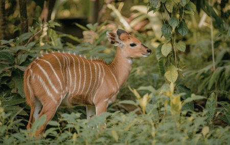 A young deer with brown and white stripes stands in a lush forest surrounded by dense green foliage.の写真素材