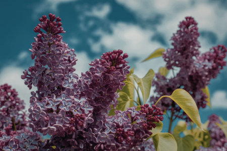 Vibrant lilac flowers in full bloom set against a serene blue sky with white clouds, creating a picturesque scene.の写真素材