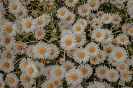 This image showcases a vibrant cluster of white daisies with bright yellow centers, filling the frame with their delicate petals and lush green stems.の写真素材