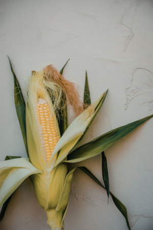 A vibrant ear of corn partially husked, revealing yellow kernels and silky threads, set against a textured white background.の写真素材