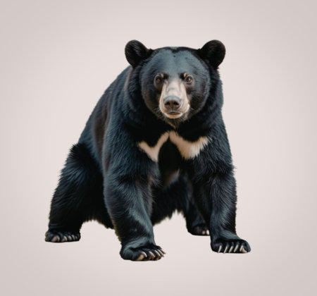 A powerful black bear is captured standing on all fours, its intense gaze directed straight at the viewer. The bear's black fur is accentuated by a distinctive white marking on its chest, and its sharp claws are visible as it stands against a plain white background.の写真素材