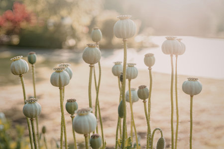 A group of poppy seed pods standing tall in a garden, with a blurred background of a serene landscape and a body of water, illuminated by soft morning or evening light.の写真素材