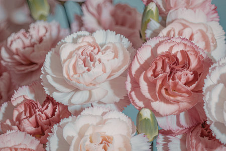 A vibrant display of pink carnation flowers in various shades, showcasing their delicate petals and soft colors.の写真素材