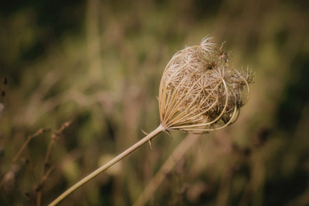 A close-up of a dandelion seed head with a blurred green background, showcasing the intricate details of the plant's seed dispersal mechanism.の写真素材