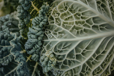 A close-up view of green kale leaves showcasing their intricate veins and textures.の写真素材
