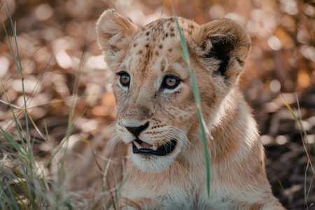 A lioness is seen in its natural habitat, showcasing its majestic features and alert demeanor.の写真素材