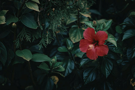 A stunning close-up of a bright red hibiscus flower surrounded by dense, dark green leaves and foliage, showcasing the beauty of nature.の写真素材