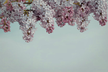 Beautiful lilac flowers hanging from a branch against a soft blue skyの写真素材