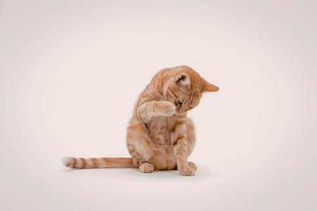 An orange tabby cat sitting on a white background, cleaning its face with its paw.の写真素材