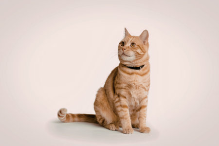 An orange tabby cat with a black collar sits and looks to the side.の写真素材