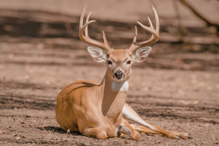 A deer with large antlers sitting on the ground looking at the cameraの写真素材