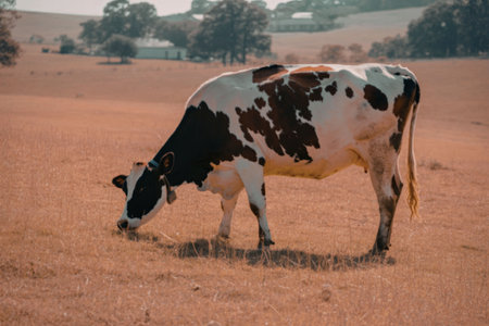 A cow is grazing in a field with a rural landscape in the background.の写真素材