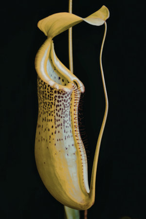 A detailed close-up of a green Nepenthes plant with a unique, pitcher-shaped leaf and spotted interior, set against a black background.の写真素材