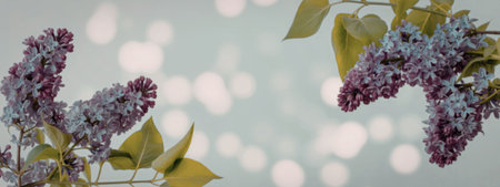 This image features a stunning display of purple lilac flowers against a soft, gray background with white bokeh lights. The lilac blooms are vibrant and fragrant, showcasing their delicate petals and green leaves.の写真素材