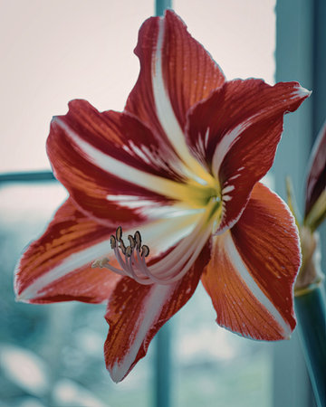 This image showcases a stunning close-up of a red and white Amaryllis flower, highlighting its intricate details and vibrant colors.の写真素材