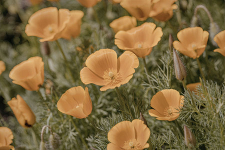 A close-up view of a cluster of bright orange flowers with delicate petals, set against a backdrop of vibrant green foliage.の写真素材
