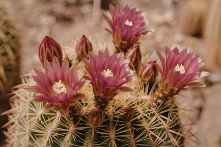 A close-up image of a cactus with vibrant pink flowers and sharp yellow spines, set against a blurred desert background.の写真素材
