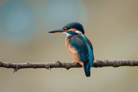 A kingfisher bird perched on a branch with a blurred green backgroundの写真素材