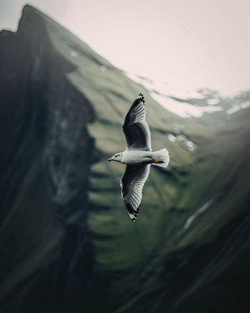A seagull flies in front of a lush green mountain with a blurred background, showcasing its white and gray feathers as it glides through the air.の写真素材