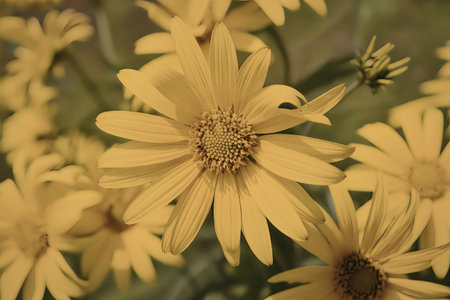 A close-up view of vibrant yellow flowers with green stems and leaves, showcasing their intricate details and textures.の写真素材