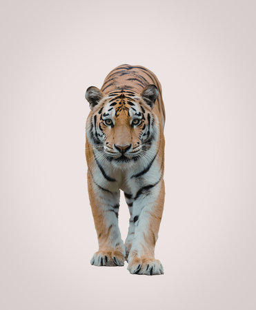 A tiger walking towards the camera on a white backgroundの写真素材
