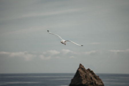 A seagull in flight over a rocky outcrop by the sea
