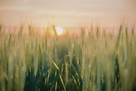 A peaceful wheat field during sunset with the sun peeking through the green wheat stalks.の写真素材