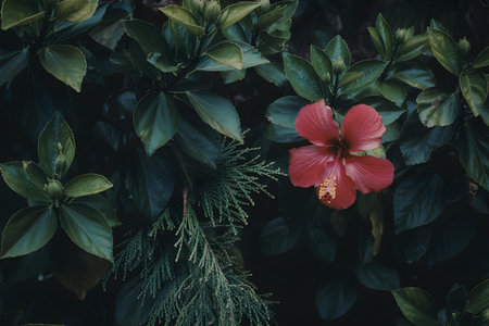 A close-up photograph of a vibrant pink hibiscus flower surrounded by lush green leaves.の写真素材