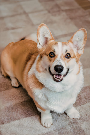 A corgi dog sitting on a floor, looking up at the camera with a happy expression.